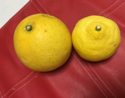 IMG_2947